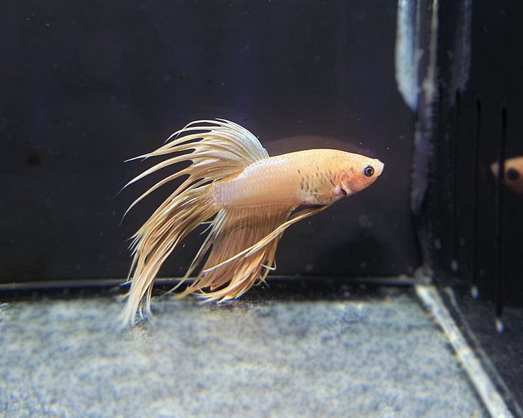 Male Beige Crowntail Betta Siamese Fighting Fish